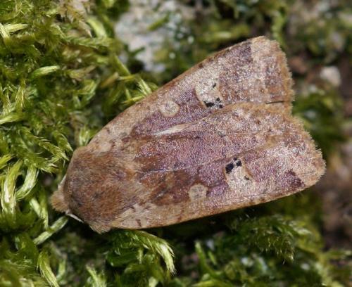 Réf. 246 825 : Conistra erythrocephala